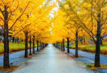 Yellow Spring Road Japan: The Myth and the Reality Behind the Golden Path